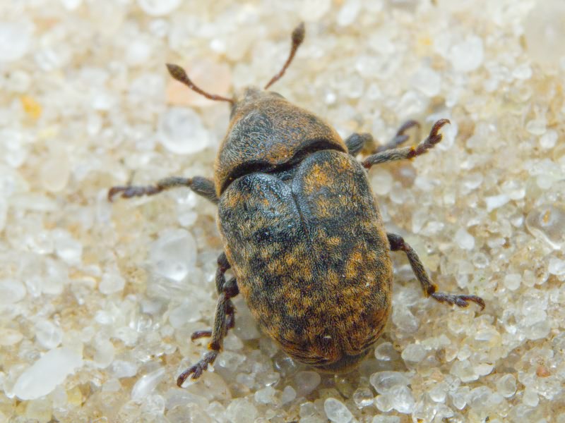 Larinus Dejean, 1821